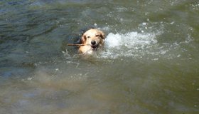 Coaching canin chien chiot croisement berger allemand